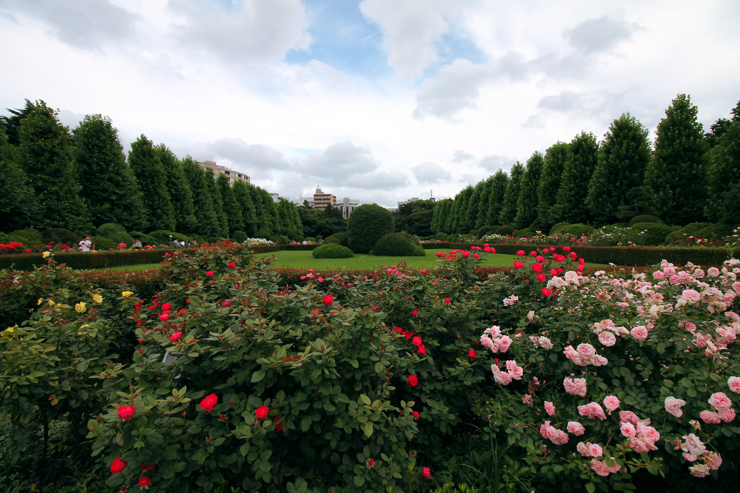 Rose beds in Shinjuku Gyoen’s French formal garden. The park was originally owned by Lord Naito, one of Tokugawa Ieyasu’s vassals.