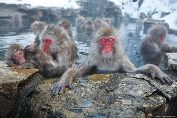 Watching wild monkeys bathing in hot springs is a popular activity for visitors from all over the world. | SNOW MONKEY PARK