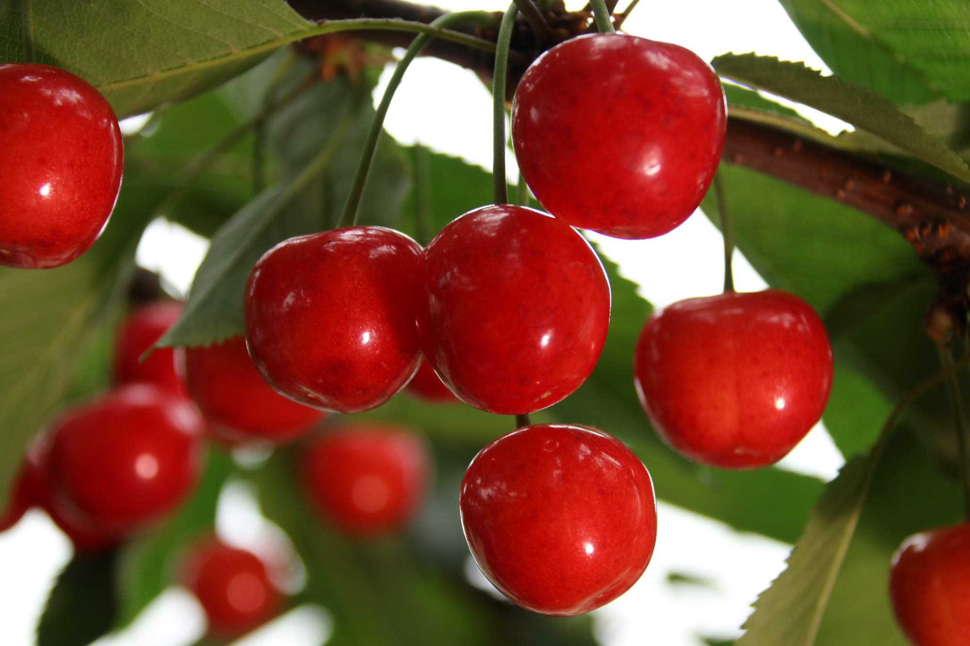 Cherries