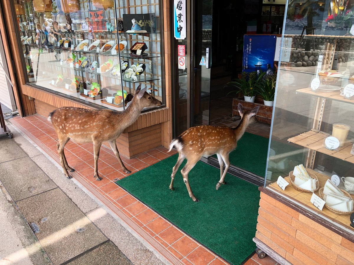 Deer walk into a shop in Miyajima.