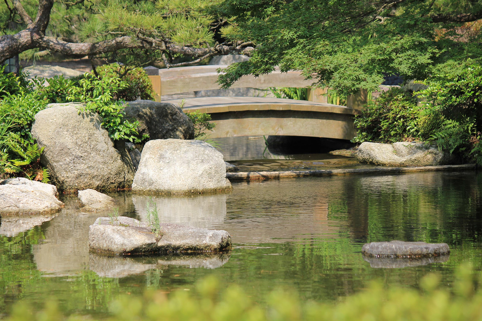 Verdant greenery at the Japanese garden in Ohori Park