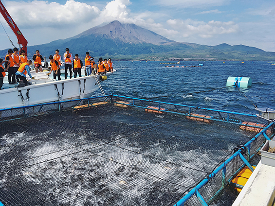 Feeding kanpachi near Sakurajima
